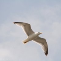 Schiermonnikoog 2014_213