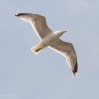 Schiermonnikoog 2014_214