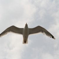 Schiermonnikoog 2014_216