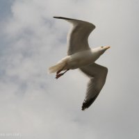 Schiermonnikoog 2014_218