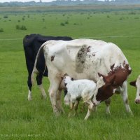 Schiermonnikoog 2014_38