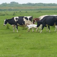 Schiermonnikoog 2014_41