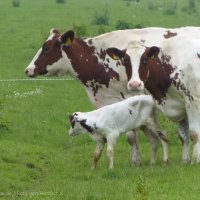 Schiermonnikoog 2014_43