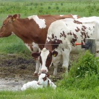 Schiermonnikoog 2014_45