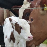 Schiermonnikoog 2014_50