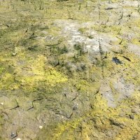 Schiermonnikoog 2017_177