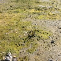 Schiermonnikoog 2017_178