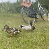 Schiermonnikoog 23-Juvente_38