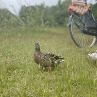 Schiermonnikoog 23-Juvente_39