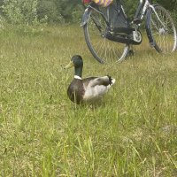 Schiermonnikoog 23-Juvente_40